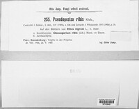 Pseudopeziza ribis image